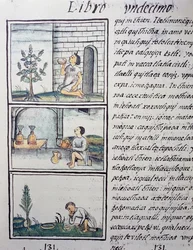 Plantas comestíveis, página do Livro XI do Codex Florentino, versão bilíngue em espanhol e Nahuatl, História Geral das Coisas da Nova Espanha, do missionário espanhol Fray Bernardino de Sahagun (1499-1590). A civilização asteca