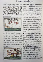 Plantas comestíveis, feijão vermelho, página do Livro XI do Códice Florentino, versão bilíngue em espanhol e Nahuatl, História Geral das Coisas da Nova Espanha, do missionário espanhol Fray Bernardino de Sahagun (1499-1590). A civilização asteca