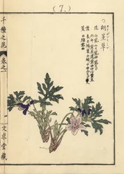 Eizan sumire gold eizan violet, Viola eizanensis. Gravura em xilogravura colorida à mão por Kono Bairei de Senshu no Hana (Mil Variedades de Flores), Bunkyudo, Quioto
