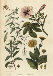 Elecampane, Inula helenium 1-3, violeta verde, Hybanthus species Ionidium polygalifolium 4-6, ipecacuanha, Carapichea ipecacuanha 7-9, e morning glory, Ipomoea insignis 10