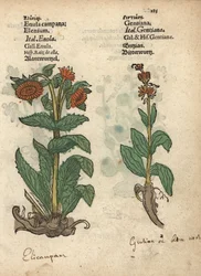 Elecampane, Inula helenium e espécies de genciana. Gravura em xilogravura colorida à mão de uma ilustração botânica do Krauterbuch, ou Herbal, de Adam Lonicer, Frankfurt