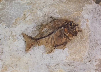 Ephippus oblongus (Fish Fossil) encontrado em Monte Bolca, perto de Verona, Itália, Período Eocénico (fóssil)