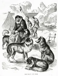 Esquimós e Cães. 1902 (litho)