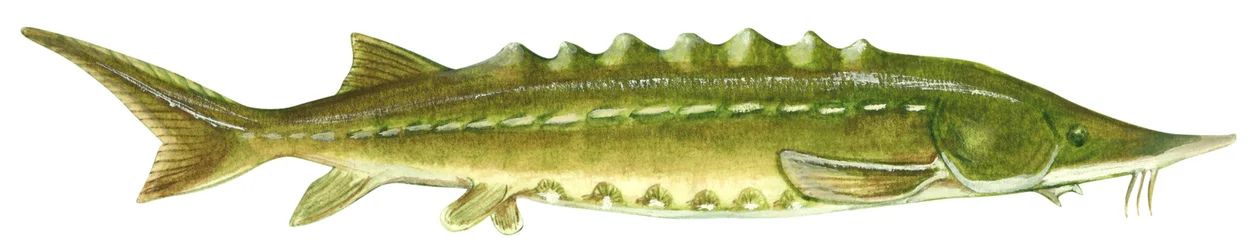 Esturjão-preto - esturjão-do-Atlântico (Acipenser oxyrinchus)