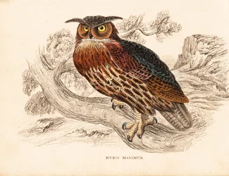 Bubo bubo (mocho-galego, Bubo maximus). Gravura em metal aço colorida à mão da Galeria de História Natural de Georg Friedrich Treitschke, Naturhistorischer Bildersaal des Thierreiches, Liepzig