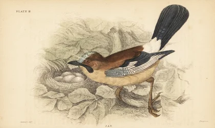 Gaio euro-asiático, Garrulus glandarius, com ninho e ovos. 1889 (gravura)