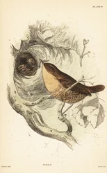 Carriça euro-asiática, troglodytes troglodytes.1889 (gravura)