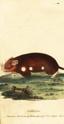 Hamster europeu, Cricetus cricetus. Criticamente em perigo. ,1800 (gravura)