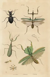 Mantis europeu, Mantis religiosa 1, mantis foliar, Choeradodis rhomboidea 2, besouro tigre, Manticora latipennis 3, mantidfly, Mantispa styriaca 4