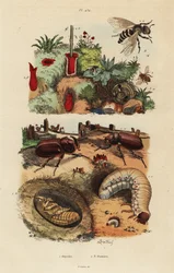 Rinoceronte europeu, Oryctes nasicornis, pupa e larva, abelha dos pomares europeus, Osmia cornuta, e ninho