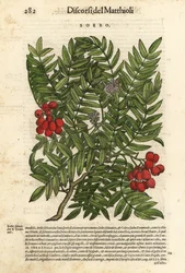 Sorveira-brava europeia, Sorbus aucuparia. Gravura em xilogravura colorida à mão por Wolfgang Meyerpick a partir de uma ilustração de Giorgio Liberale dos Discorsi di P.A. Matthioli ne i sei libri della Materia Medicinale di Pedacio Dioscoride Anaza de Pie