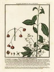 fuso europeu, Euonymus europaeus.