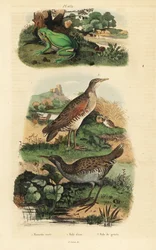 Rã das árvores européias, Hyla arborea, trilho de água, Rallus aquaticus, e crex crex de milho ou landrail