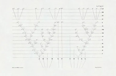 Evolucionismo: esquema de evolução derivado de "A origem das espécies através da seleção natural ou a luta pela existência na natureza" de Charles Darwin (1809-1882)