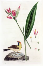Falsa Ave do Paraíso flor e cauda de abano (Wagtails ou Motacilla thoracica, Heliconia marantifolia ou Heliconia hirsuta