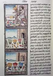 Feather processing after the Spanish conquest, página do Codex Florentino, versão bilíngüe em espanhol e Nahuatl, General History of Things of New Spain, do missionário espanhol Fray Bernardino de Sahagun. A civilização asteca