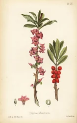 Daphne mezereum (Daphne mezereon). Litografia colorida à mão por A.M. Traice a partir de uma ilustração de A.W. da Flora Homeopathica de Edward Hamilton, Bailliere, Londres