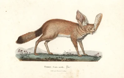 Raposa de Fennec ou fennec, Vulpes zerda. Gravura em chapa de cobre colorida à mão, de René Primevere Lesson, Complements de Buffon, Pourrat Freres, Paris