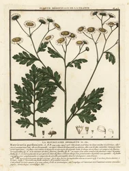 Matricária, Tanacetum parthenium.