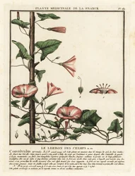 Trepadeira de campo, Convolvulus arvensis.