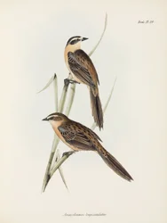 Finch, c 1832-1836
