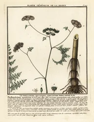 Dropwort de água de folha fina, Oenanthe aquatica.