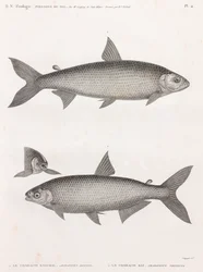 Peixe: Le Characin