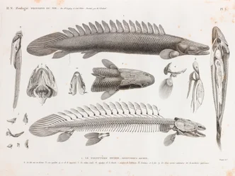 Peixe: Le Polyptere Bichir, anatomia