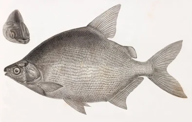 Peixe: Le Serrasalme Citharine