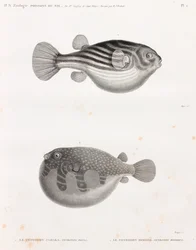 Peixe: Tetrodon