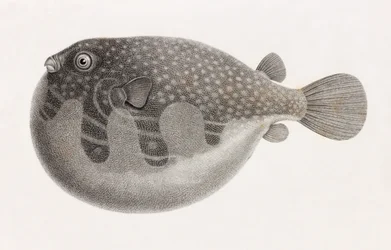 Peixe: Tetrodon, fechar