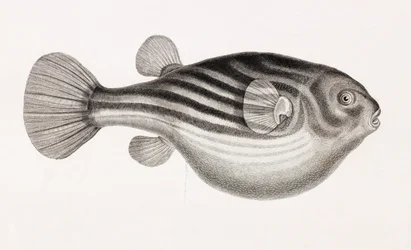 Peixe: Tetrodon, fechar