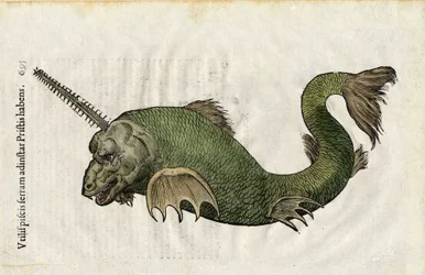Serra de peixe (Pristis) em "Ulyssis Aldrouandi... De piscibus libri V et de cetis lib. vnus/Ioannes Cornelius Vteruerius... collegit; Marc. Antonius Bernia in lucem restituit... ", trata da história natural de Ulisse Aldrovandi (1522-1605). Bolonha
