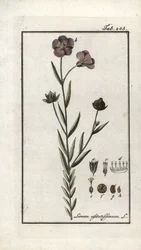 Linhaça (Linum usitatissimum). Litografia de "Afbeelding der Artseny-Gewassen" de Johannes Zorn (1739-1799), Países Baixos
