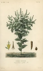 Flixweed, erva-Sophia ou mostarda bronzeada, Descurainia sophia, Sisymbrium sophia, Sisybre parviflore