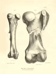Ossos fósseis (fémur) do animal pré-histórico desaparecido Macrauchenia descrito por Charles Darwin durante a sua expedição a bordo do Beagle. Placa de "The Zoology of the voyage of H.M.S. Beagle under the command of Captain Fitzroy during the years 1832