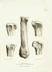 Ossos fósseis (metatarso e metacarpo) do animal pré-histórico desaparecido Macrauchenia descrito por Charles Darwin durante a sua expedição a bordo do Beagle. Placa de "The Zoology of the voyage of H.M.S. Beagle under the command of Captain Fitzroy during