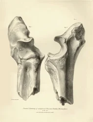 Ossos fósseis (cúbito e rádio) do animal pré-histórico desaparecido Macrauchenia descrito por Charles Darwin durante a sua expedição a bordo do Beagle. Placa de "The Zoology of the voyage of H.M.S. Beagle under the command of Captain Fitzroy during the ye