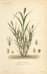 Milho de rabo de raposa ou painço italiano, Setaria italica, Panicum germanicum, Moha de Hongrie