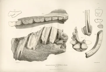 Fragmento de mandíbula e dentes de Toxodon, um animal pré-histórico, encontrado por Charles Darwin perto de Montevideo, Uruguai, durante a sua viagem de exploração a bordo do Beagle. A Zoologia da viagem do H.M.S. Beagle sob o comando do Capitão Fitzroy du