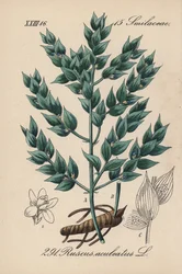 Fragon Falso azevinho ou azevinho pequeno - vassoura de açougueiro, Ruscus aculeatus. Litografia colorida à mão da Flora alemã (Flora von Deutschland) de Diederich von Schlechtendal, Jena