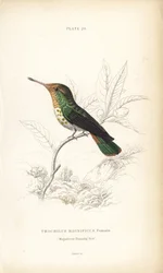 Lophornis magnificus, fêmea (Colibri magnífico, Trochilus magnificus). Gravura em metal aço colorida à mão por William Lizars da Naturalist