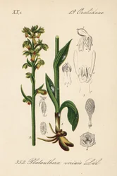 Orquídea rã - Orquídea rã, Dactylorhiza viridis (Platanthera viridis). Litografia colorida à mão da Flora alemã (Flora von Deutschland) de Diederich von Schlechtendal, Jena