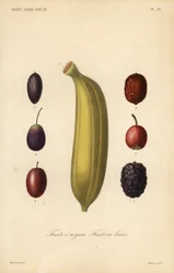 Frutas, frutas com caroço
