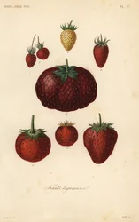 Frutas, legumes e hortaliças