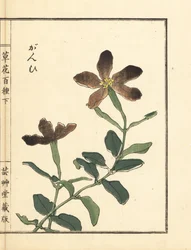 Ganpi ou mosca-da-peixe, espécie Lychnis (silene) Gravura em xilogravura colorida à mão de Kono Bairei de Kusa Bana Hyakushu (Cem variedades de flores).