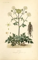 Angélica de jardim ou aipo selvagem, Angelica archangelica, Archangelica officinalis, Angelique