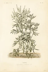 Agrião de jardim, mostarda e agrião ou pimenta, Lepidium sativum, Nasitor