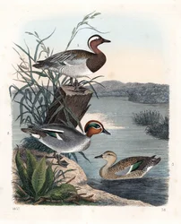 Garganay - marreco de verão - Anas querquedula 1, e marreco comum - marreco de inverno - Anas crecca, macho 2, e fêmea 3. Litografia colorida à mão do Livro do Mundo de Carl Hoffmann, Estugarda