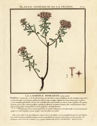 Flor de guirlanda, Daphne cneorum.
